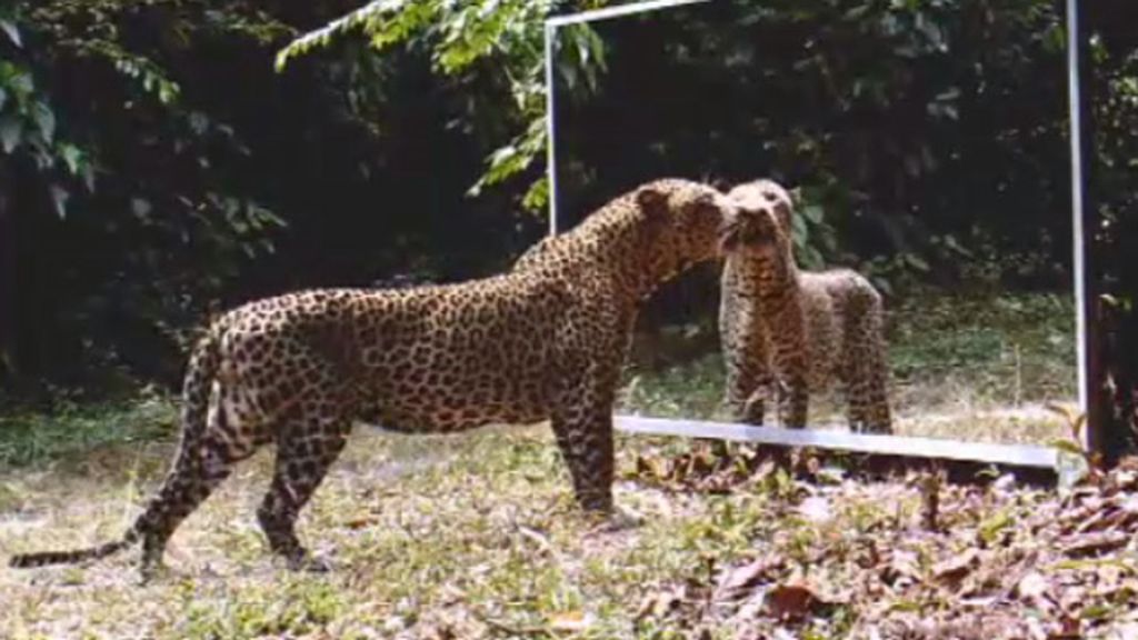¿Cómo reaccionan los animales salvajes al verse en un espejo?