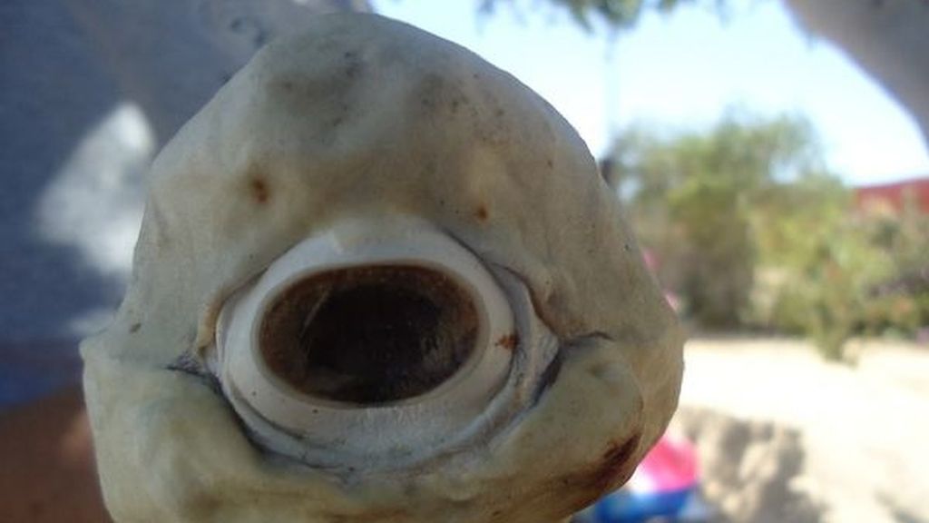 Hallan un tiburón cíclope albino