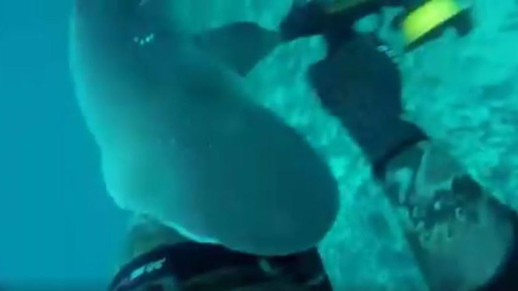 Espectacular vídeo del ataque de un tiburón a un buceador