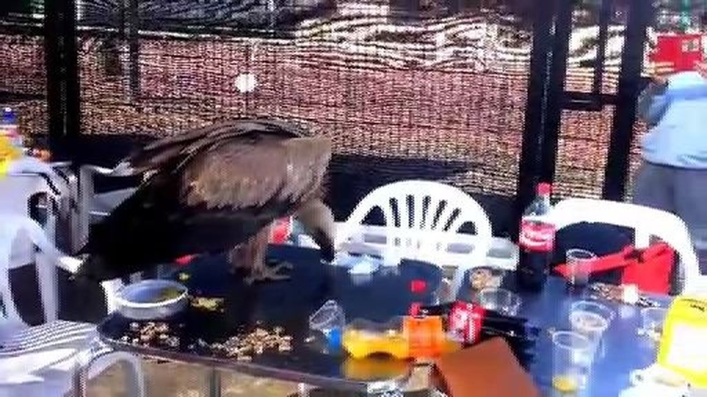 Un buitre, el invitado gorrón en un cumpleaños en El Saler