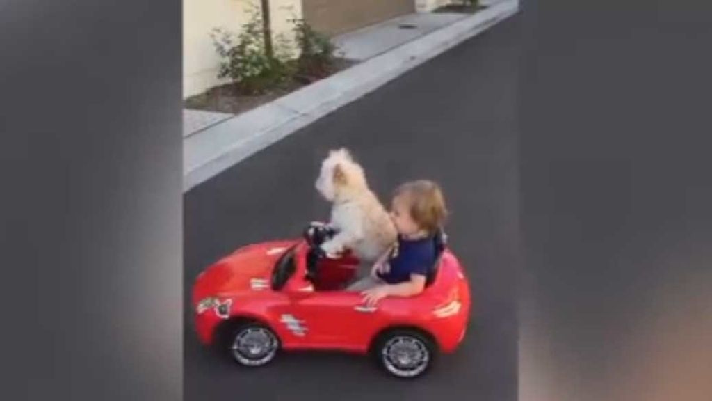 El perro que conduce un coche de juguete