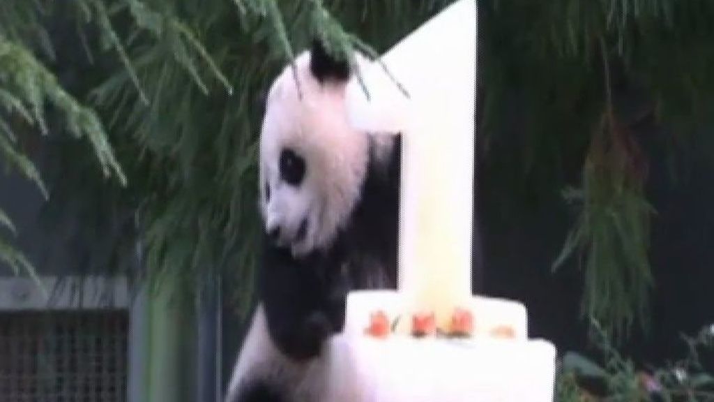 El pequeño panda Bao Bao celebra su primer cumpleaños