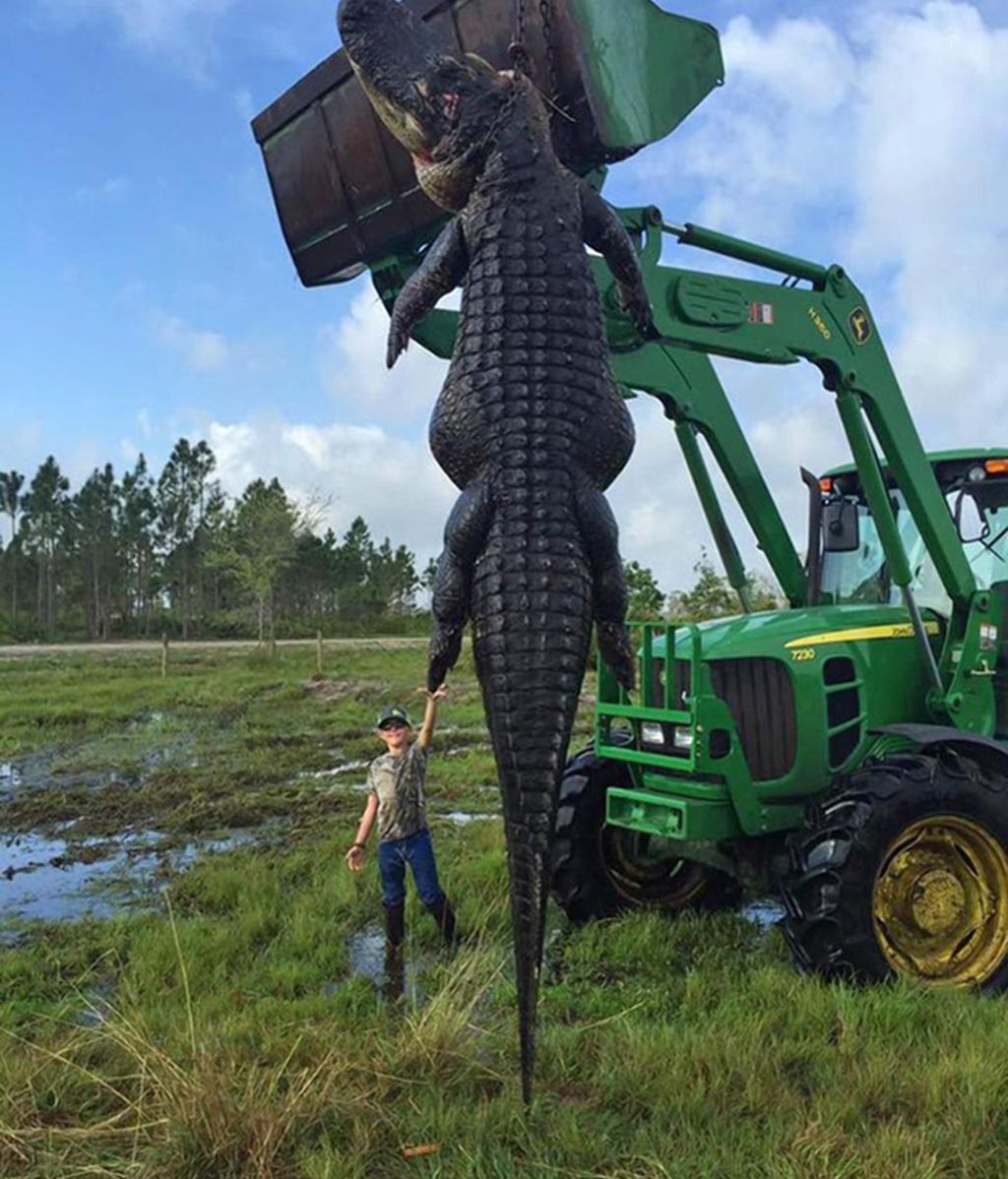 Capturan a un caimán de 4 metros en Florida
