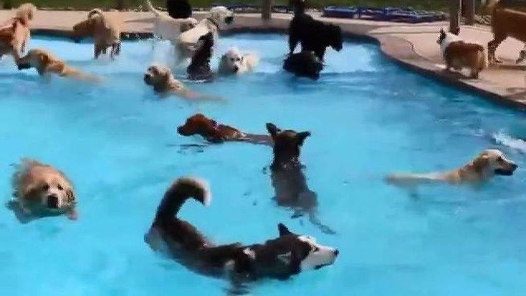 ¡Cuando yo sea perro quiero una piscina party así!