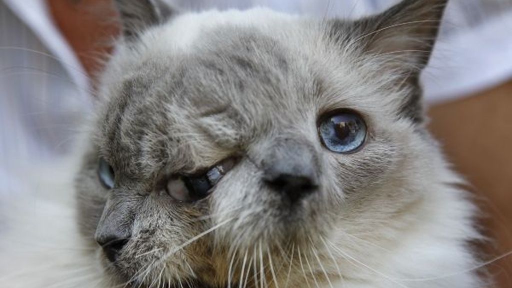 Frank y Louie, el gato con dos caras