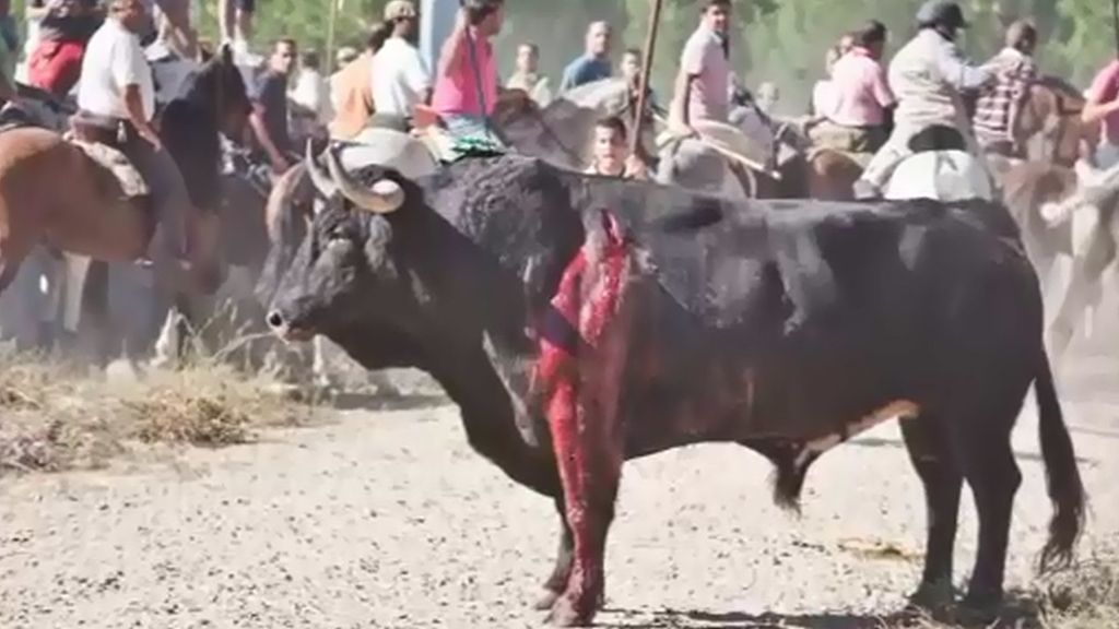 Jorge Javier Vázquez y Dani Rovira se unen a la lucha contra el toro de La Vega