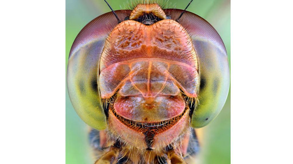 Las macrofotografías de insectos  del fotógrafo polaco Ireneusz Irass Waledzik