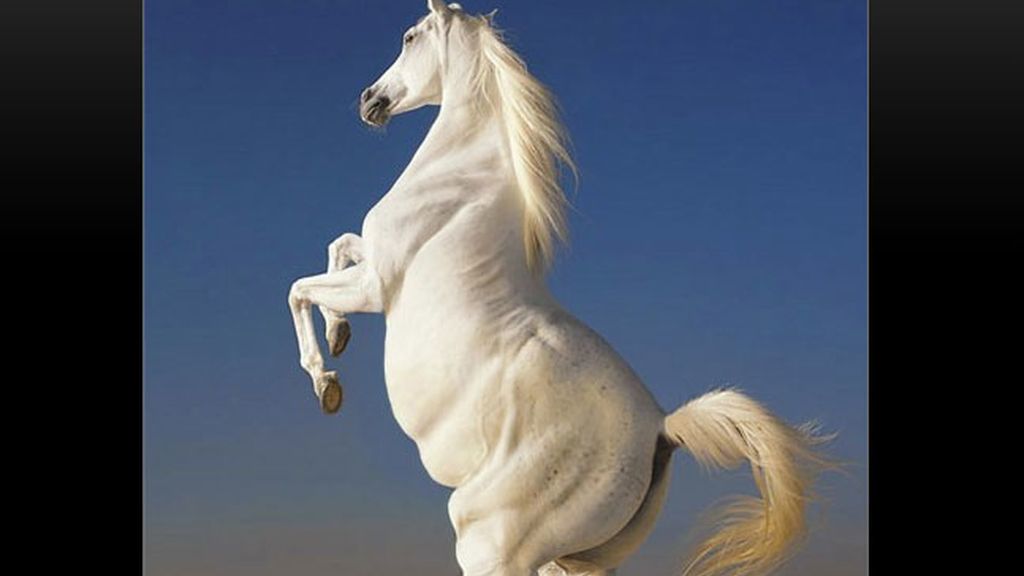 La obesidad en el reino animal