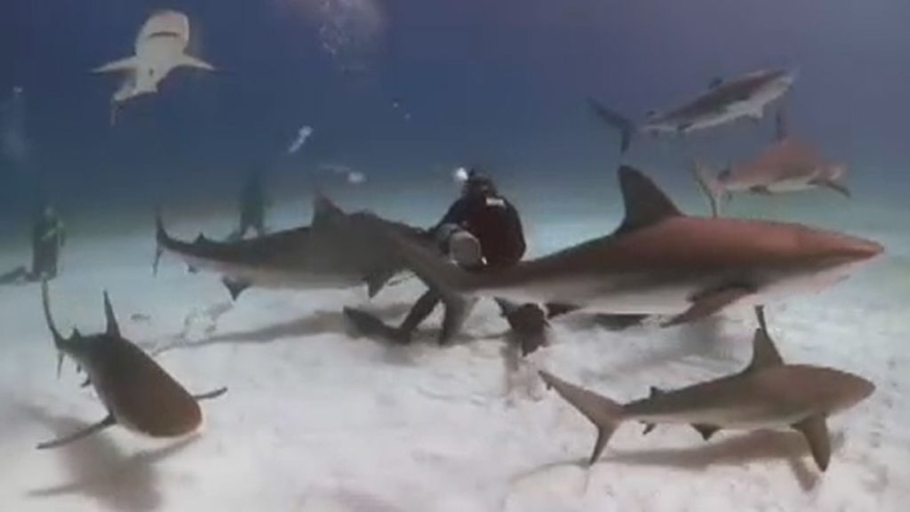 El 'Tiburón' de Steven Spielberg celebra su 40 aniversario