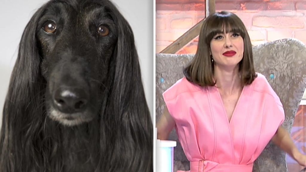 Parecidos razonables: ¿A qué perro se asemejan Pelayo, Cristina y Natalia?