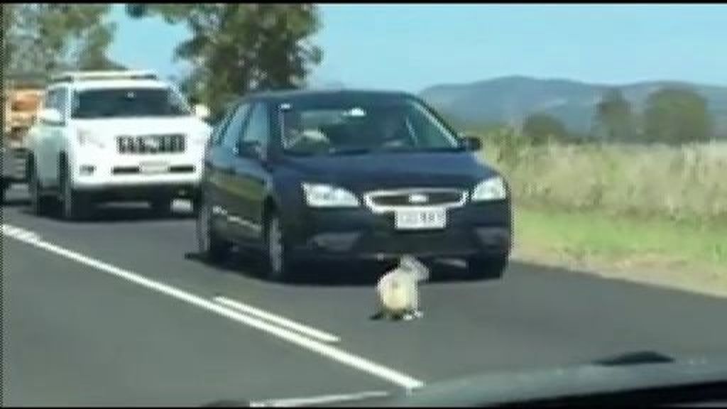 Caos en una carretera australiana por culpa de un koala