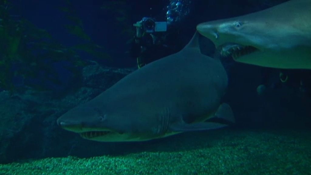 Frank bucea entre tiburones