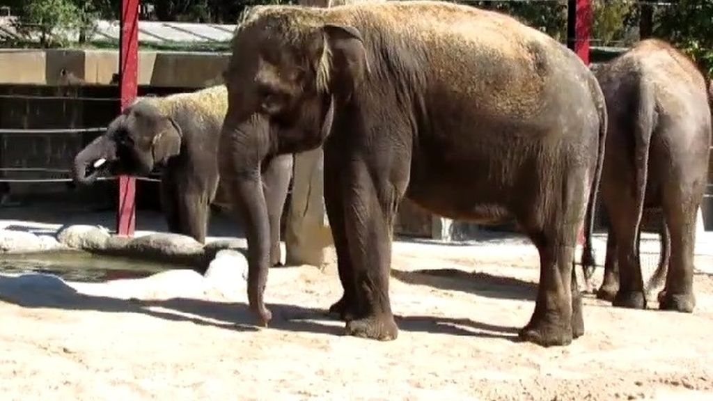 Una familia de cuatro elefantes asiáticos se instala en el Zoo de Madrid