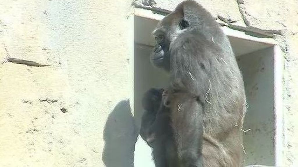 Así de “humano” es el parto de un gorila