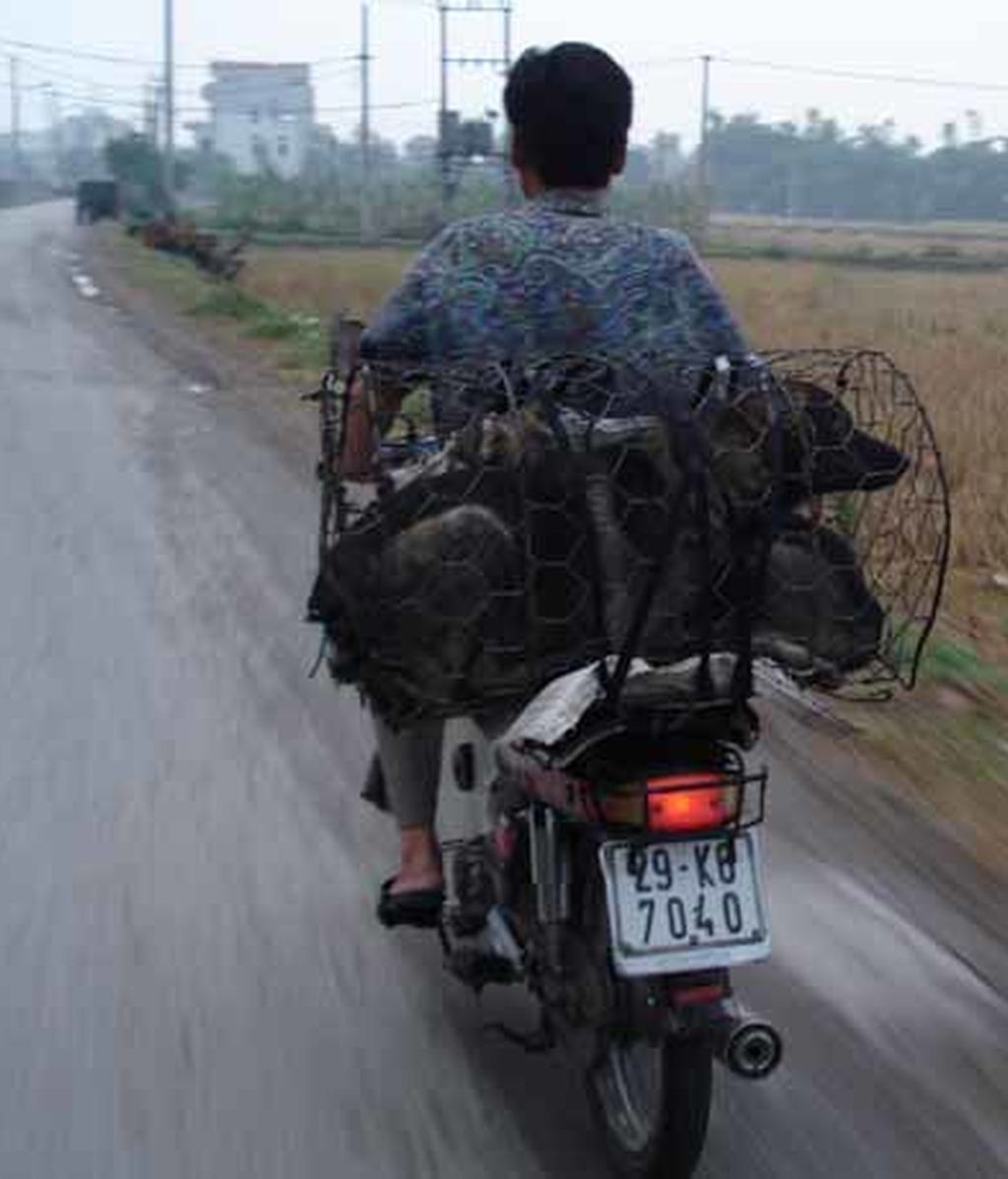 El mejor amigo del hombre sabe a...