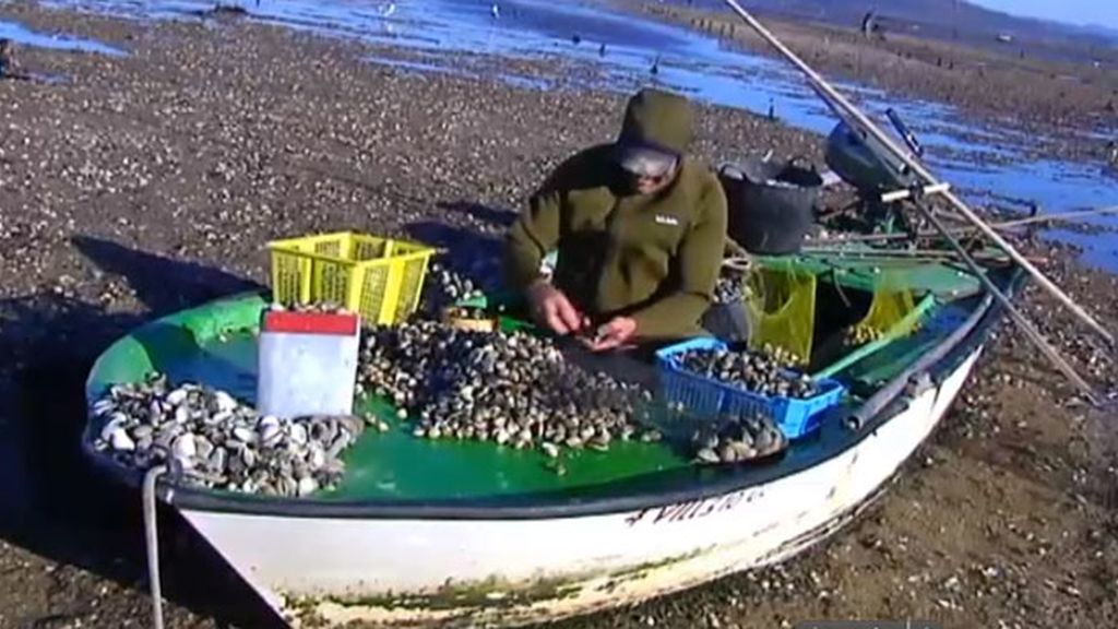 Los jabalíes de mar que traen de cabeza a los mariscadores gallegos