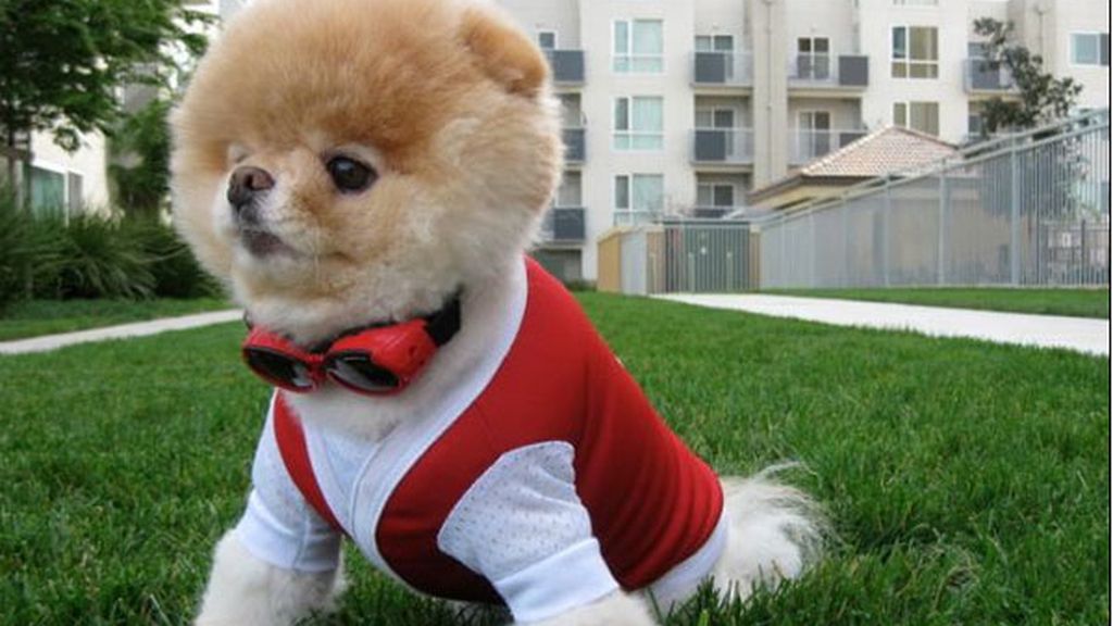 El perro de los dos millones de fans