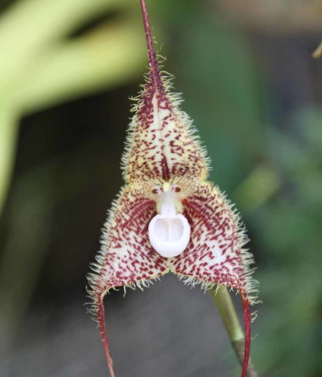 Increíble orquídea con la cara de un mono