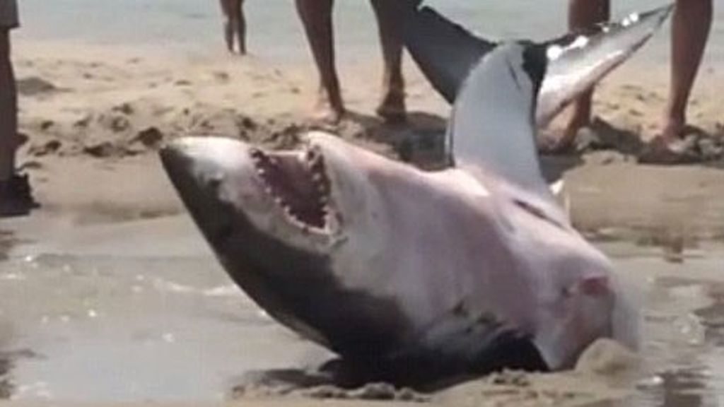 Rescatan a un tiburón blanco atrapado en la arena durante más de tres horas