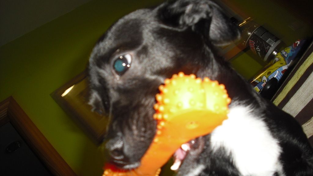 Concursantes Efecto ¡GUAU!... de mascotas
