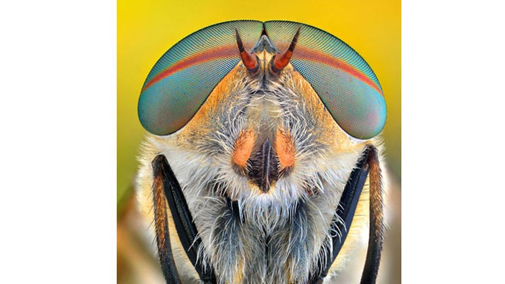 Las macrofotografías de insectos  del fotógrafo polaco Ireneusz Irass Waledzik