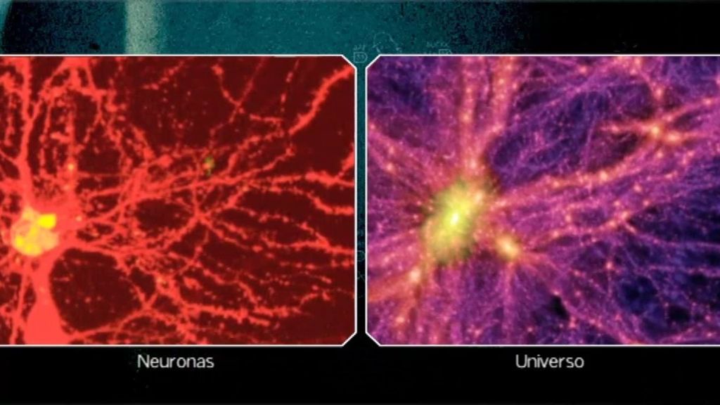 El cerebro en el Universo