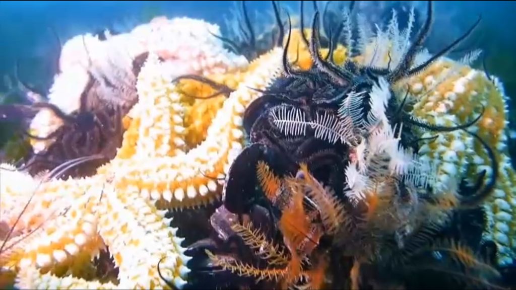 Espectaculares imágenes submarinas de lo que esconden las bateas de las rías gallegas