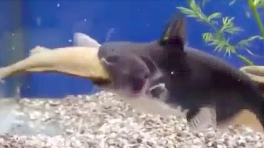 Un pez se come a otro del mismo tamaño