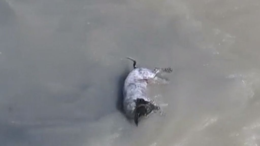 La odisea con final feliz de un perro arrastrado por un río en Perú