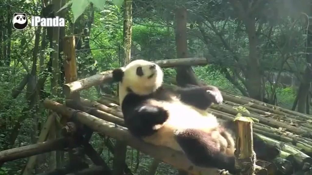 El vídeo del panda haciendo abdominales que arrasa en internet