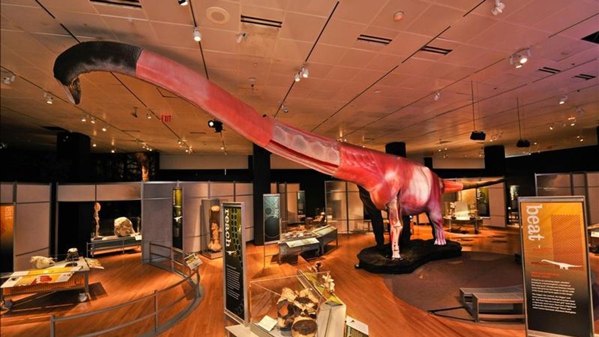 Fotografía cedida de la reproducción de un Mamenchisaurio que se expone en el Museo de Historia Natural de Nueva York. EFE