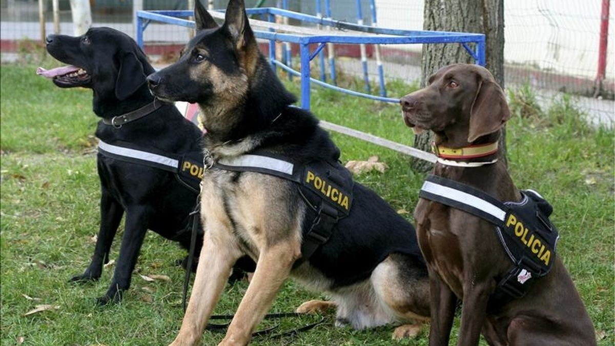 En la imagen, Roco, Bolka y Kira (de izda. a drcha.), tres de los perros de la Policía Nacional. EFE/Archivo