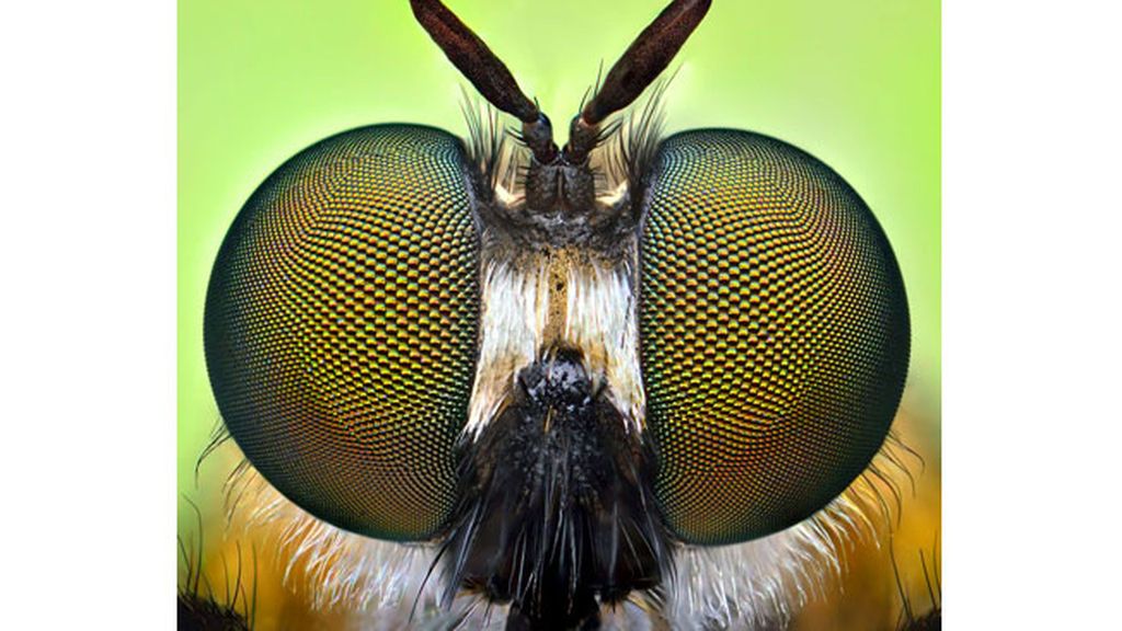 Las macrofotografías de insectos  del fotógrafo polaco Ireneusz Irass Waledzik