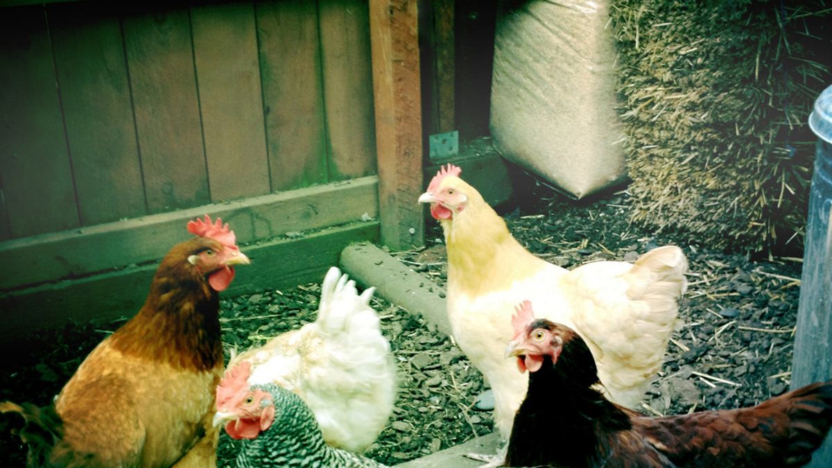 Las gallinas poseen una inteligencia propia