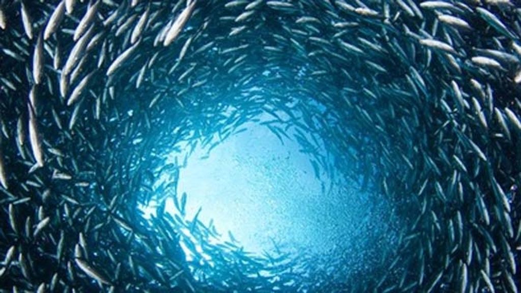 El sorprendente mundo animal