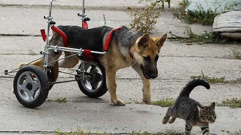 La perrita parapléjica que ya puede perseguir gatos