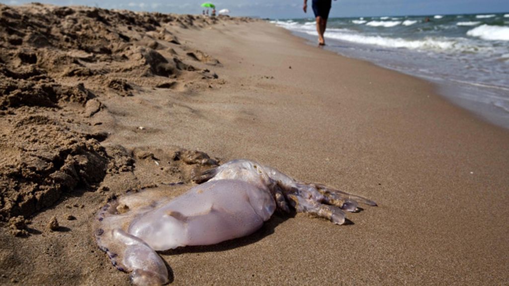 Una plaga de medusas llega a las playas de Marbella