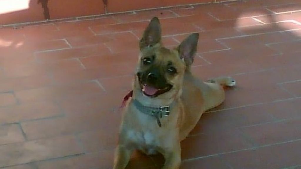 Concursantes Efecto ¡GUAU!... de mascotas
