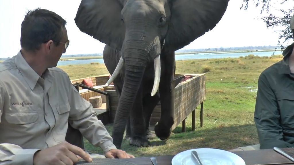 Un hombre logra salir ileso después de ser atacado por un elefante