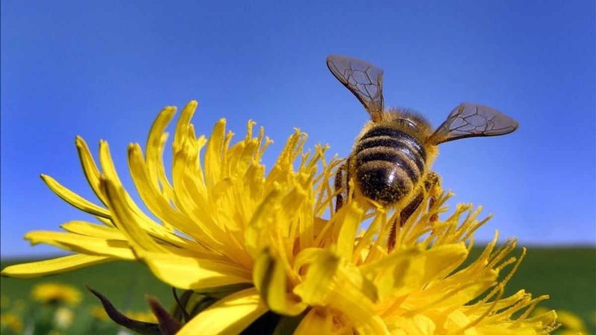 Una abeja recolecta polen de una flor. EFE/Archivo