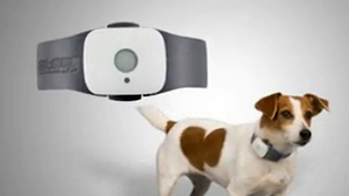 El dispositivo evitará que las mascotas puedan perderse gracias a la tecnología de localización satelitar que dará la posición del animal en todo momento.