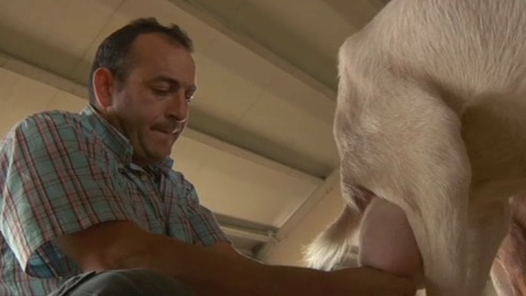 "El ordeño es mejor que la ordeñe una mujer porque hay un vínculo hembra a hembra" asegura Fidel