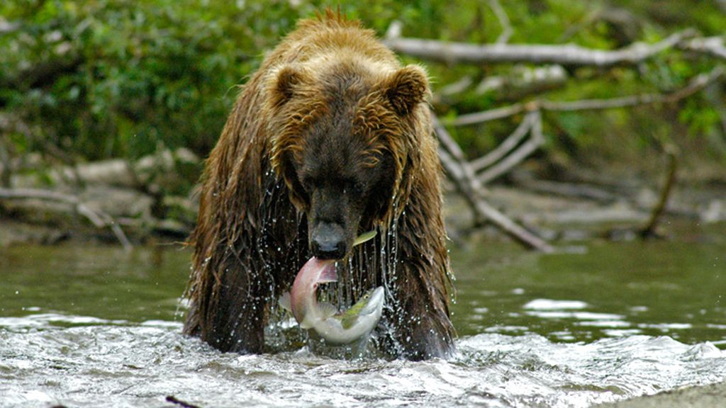 El sorprendente mundo animal
