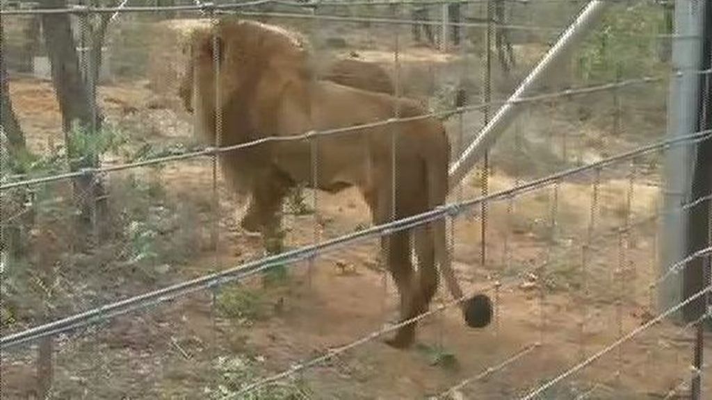 33 leones 'vuelven a la vida' en una reserva  de Sudáfrica