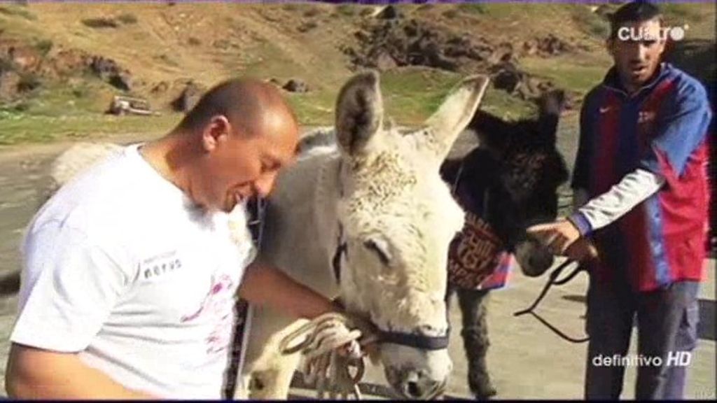 De los creadores del ‘Pulpo Paul’… llegan los ‘Burros del Clásico’
