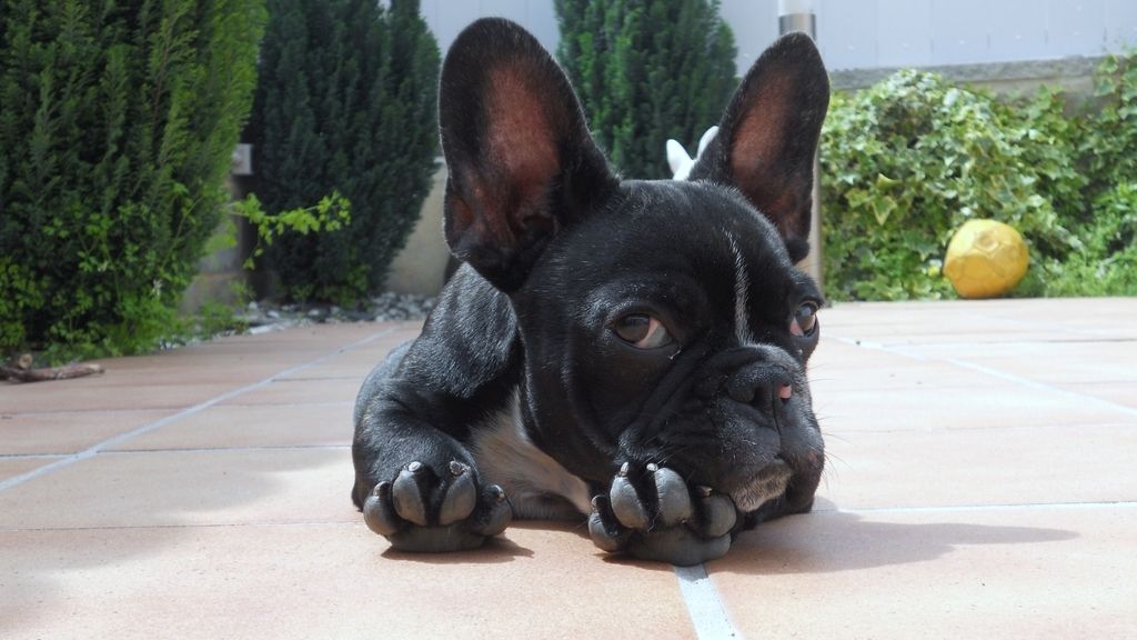 Concursansantes Efecto ¡GUAU!... de mascotas