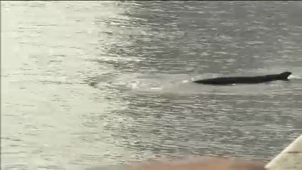 Una ballena perdida se mete en un puerto de Buenos Aires