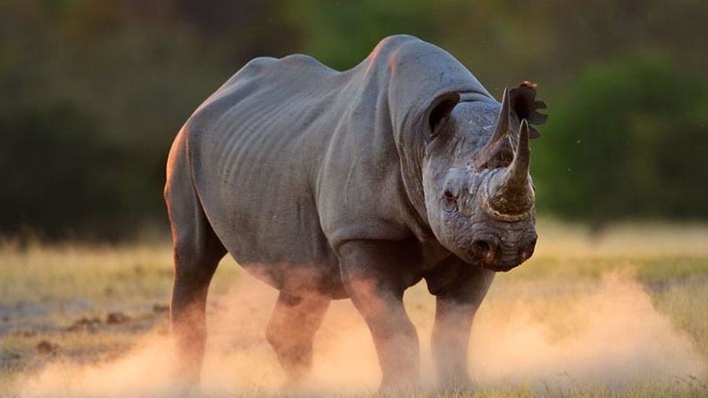 El sorprendente mundo animal