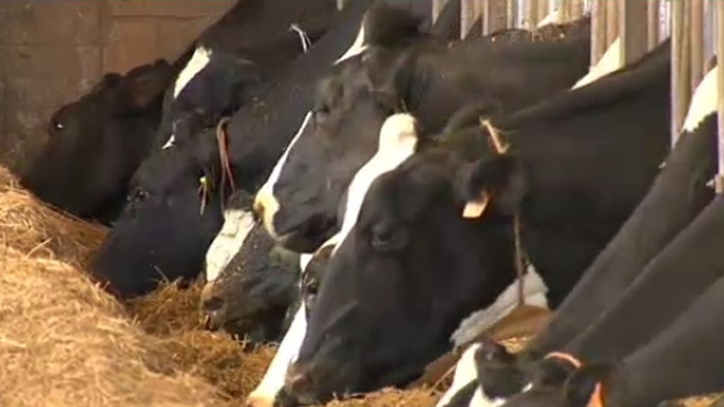 El fin de la cuota láctea pone a los ganaderos contra las cuerdas