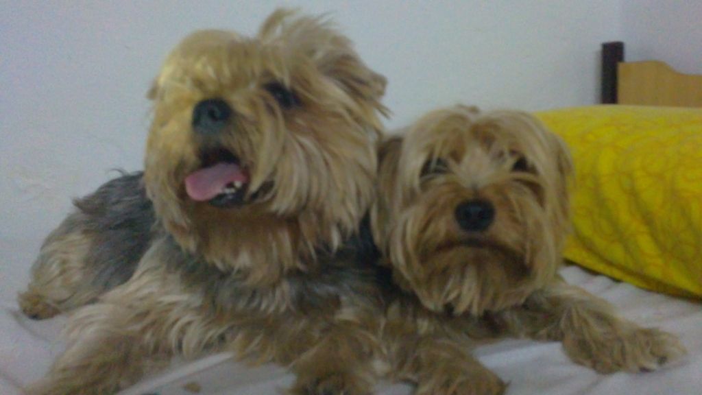 Concursantes Efecto ¡GUAU!... de mascotas